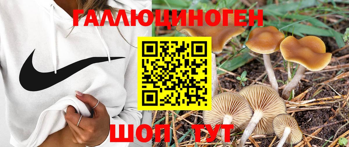 Псилоцибиновые грибы GOLDEN TEACHER  Вход с VPN  Москва  Галлюциногенные грибы GOLDEN TEACHER 